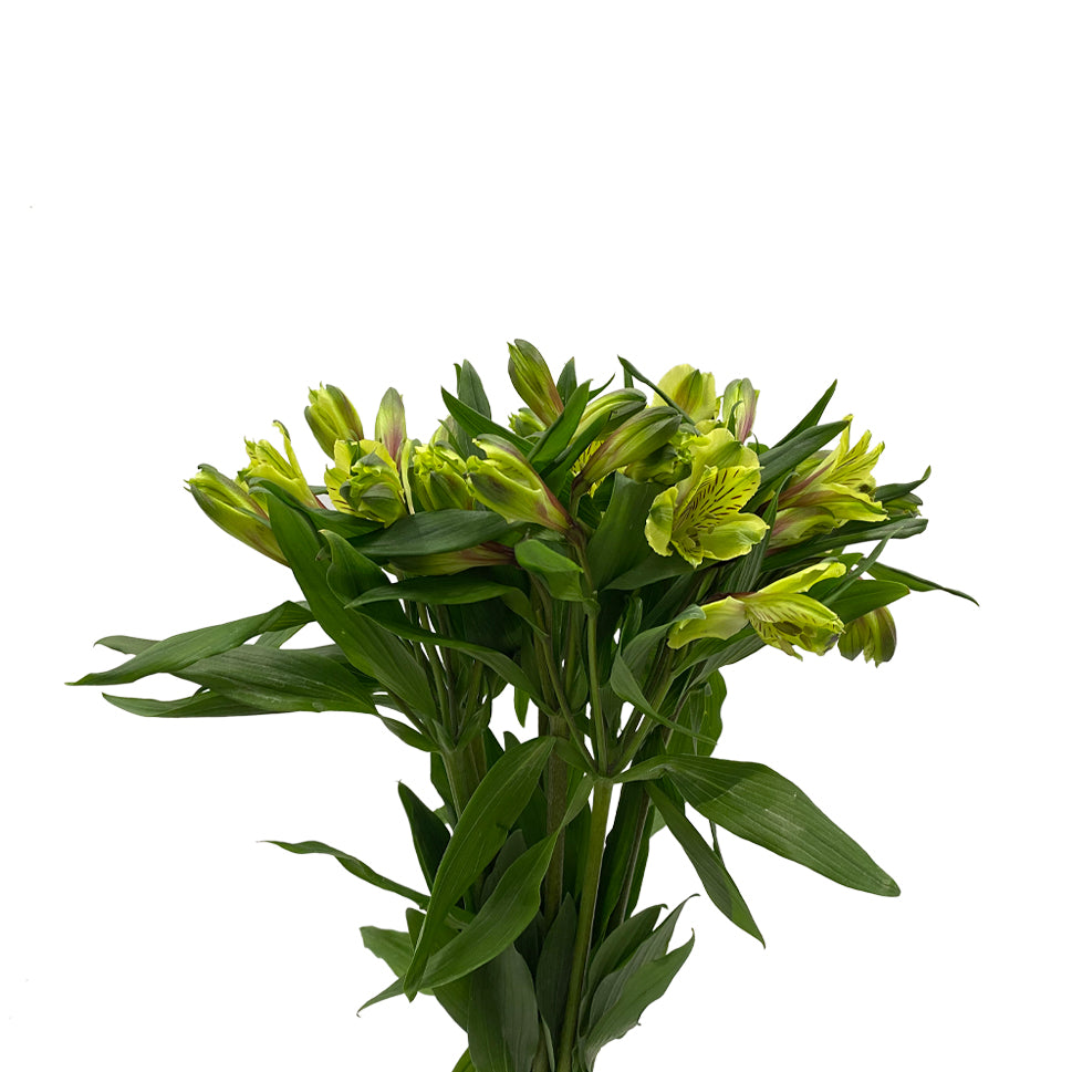 Alstroemeria Shakiai Green - Colombia