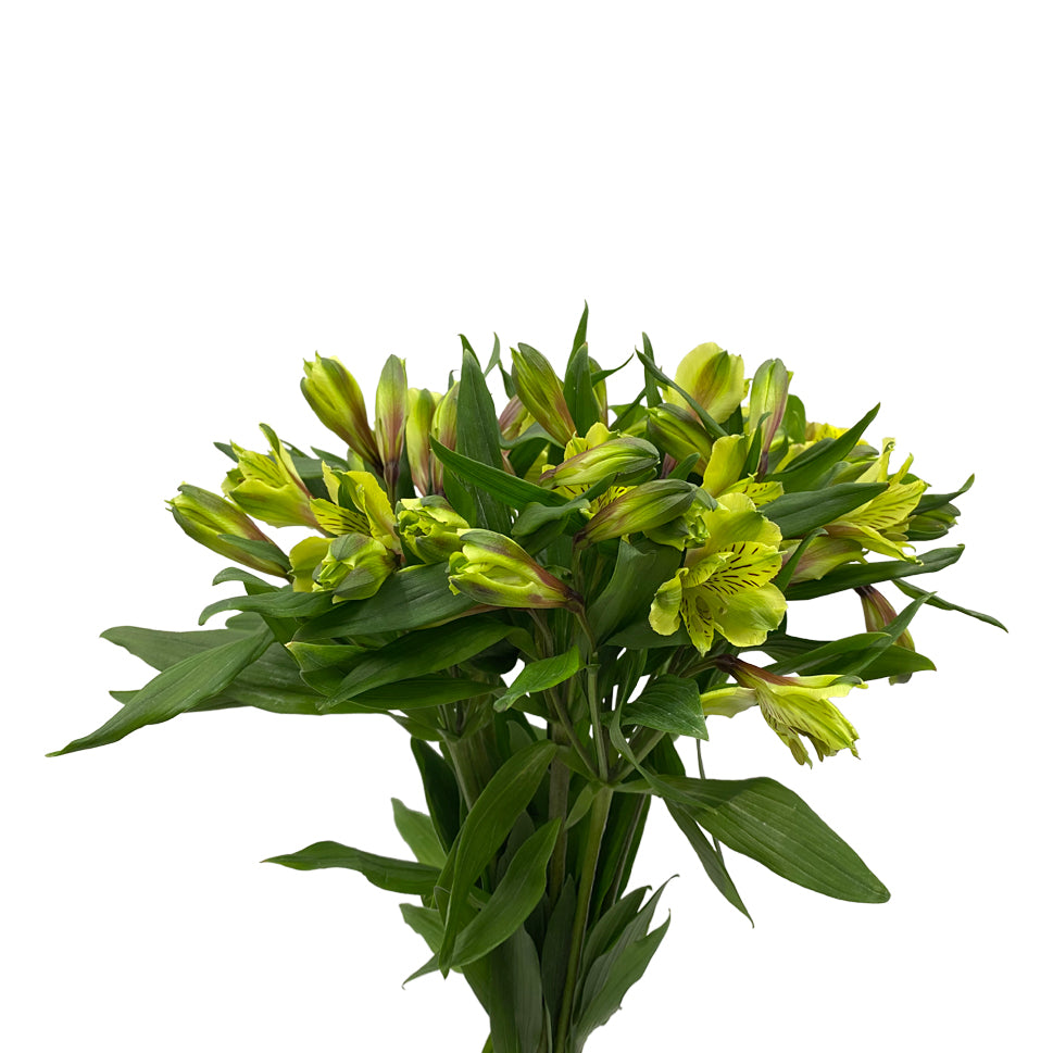 Alstroemeria Shakiai Green - Colombia
