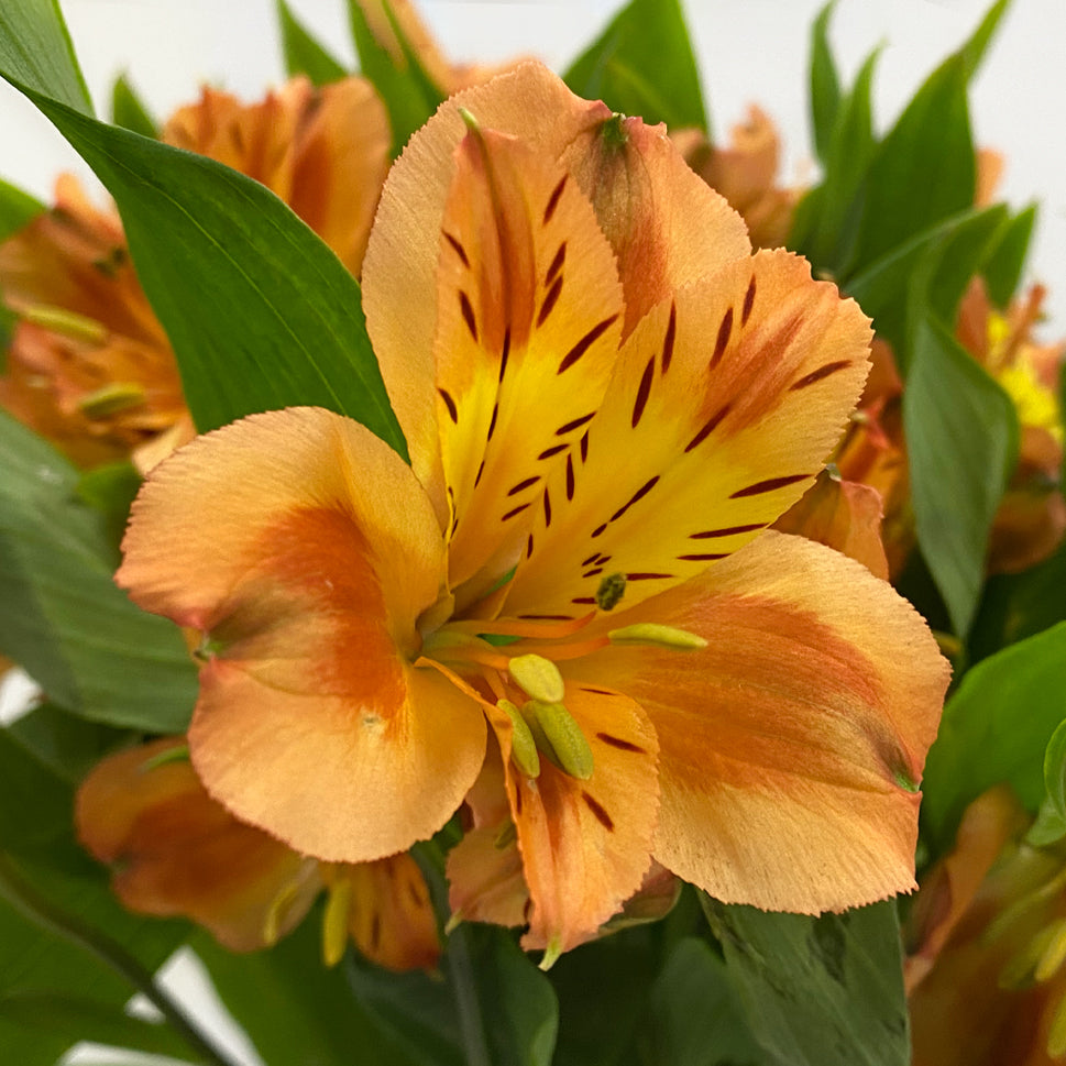 Alstroemeria Queen Orange - Colombia