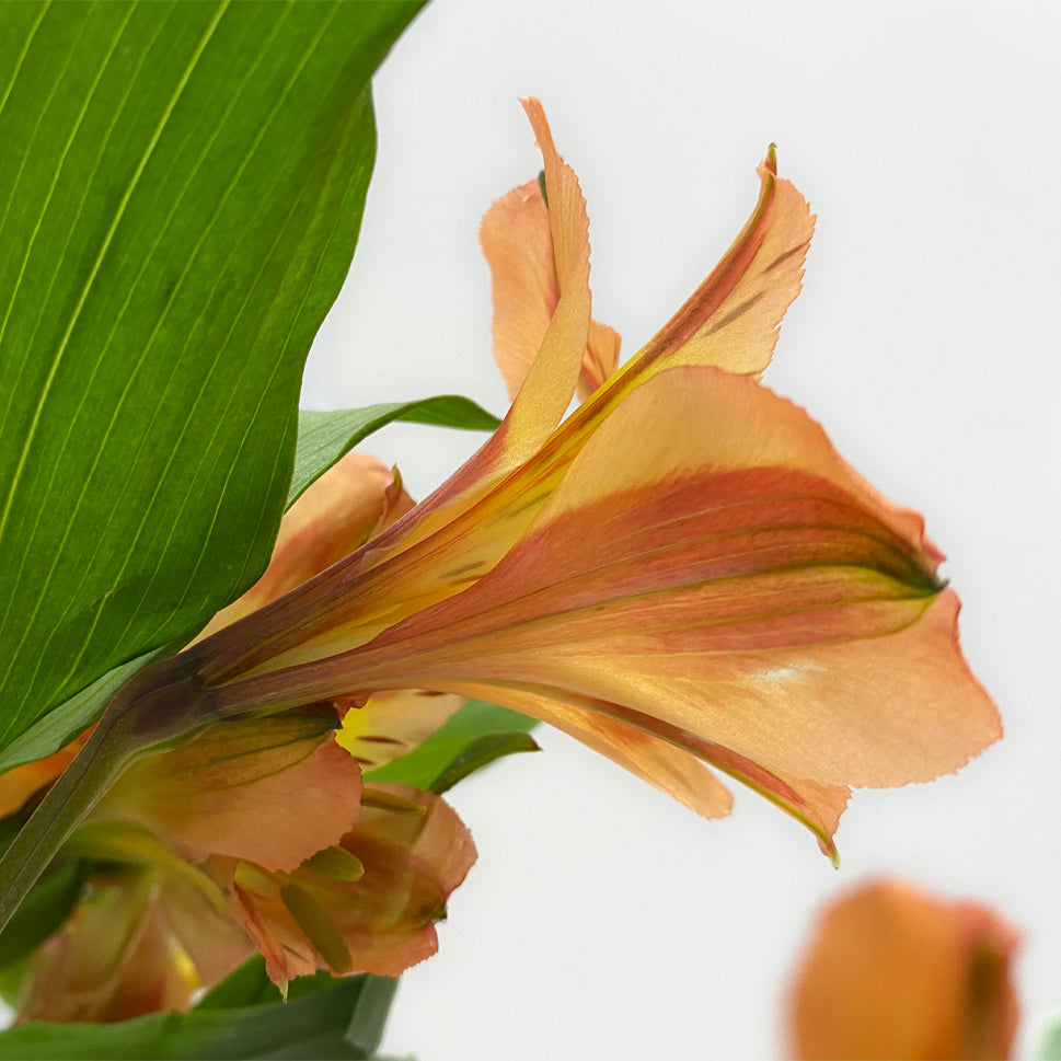 Alstroemeria Queen Orange - Colombia