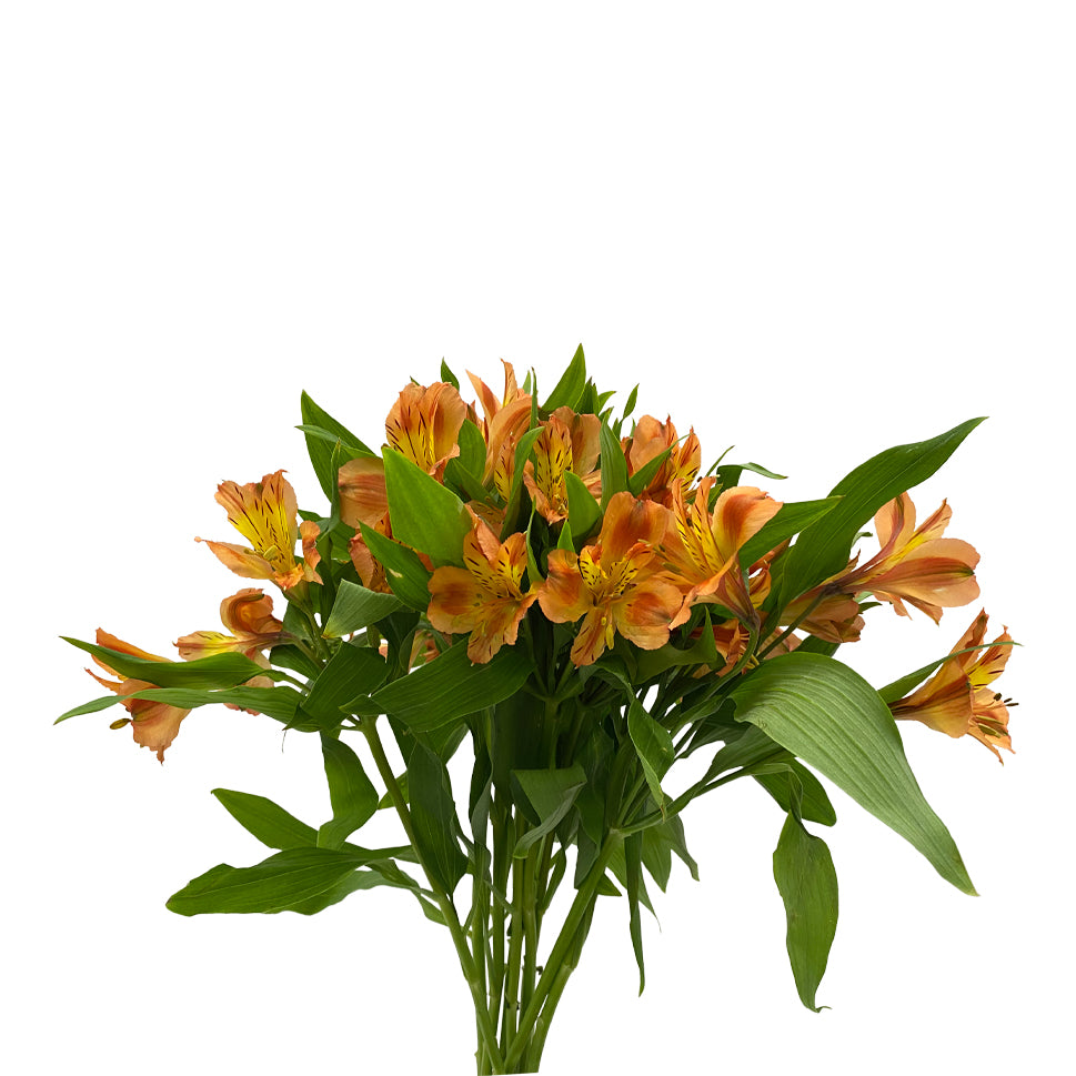 Alstroemeria Queen Orange - Colombia