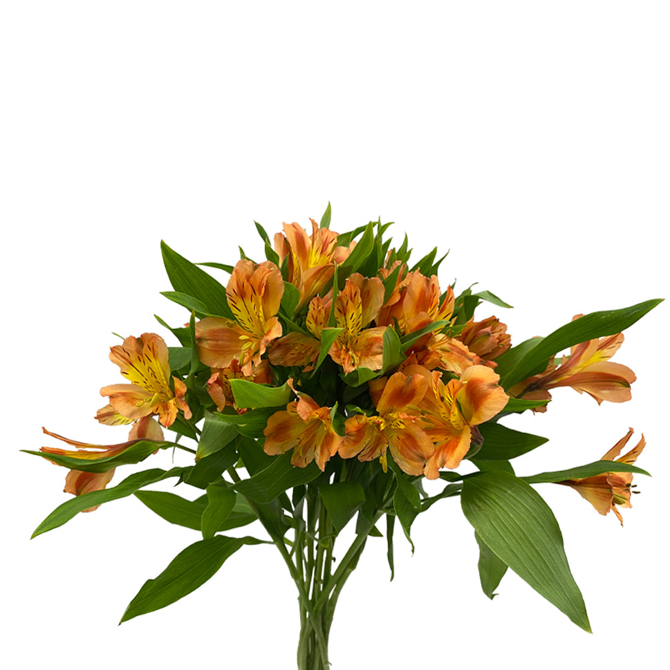 Alstroemeria Queen Orange - Colombia