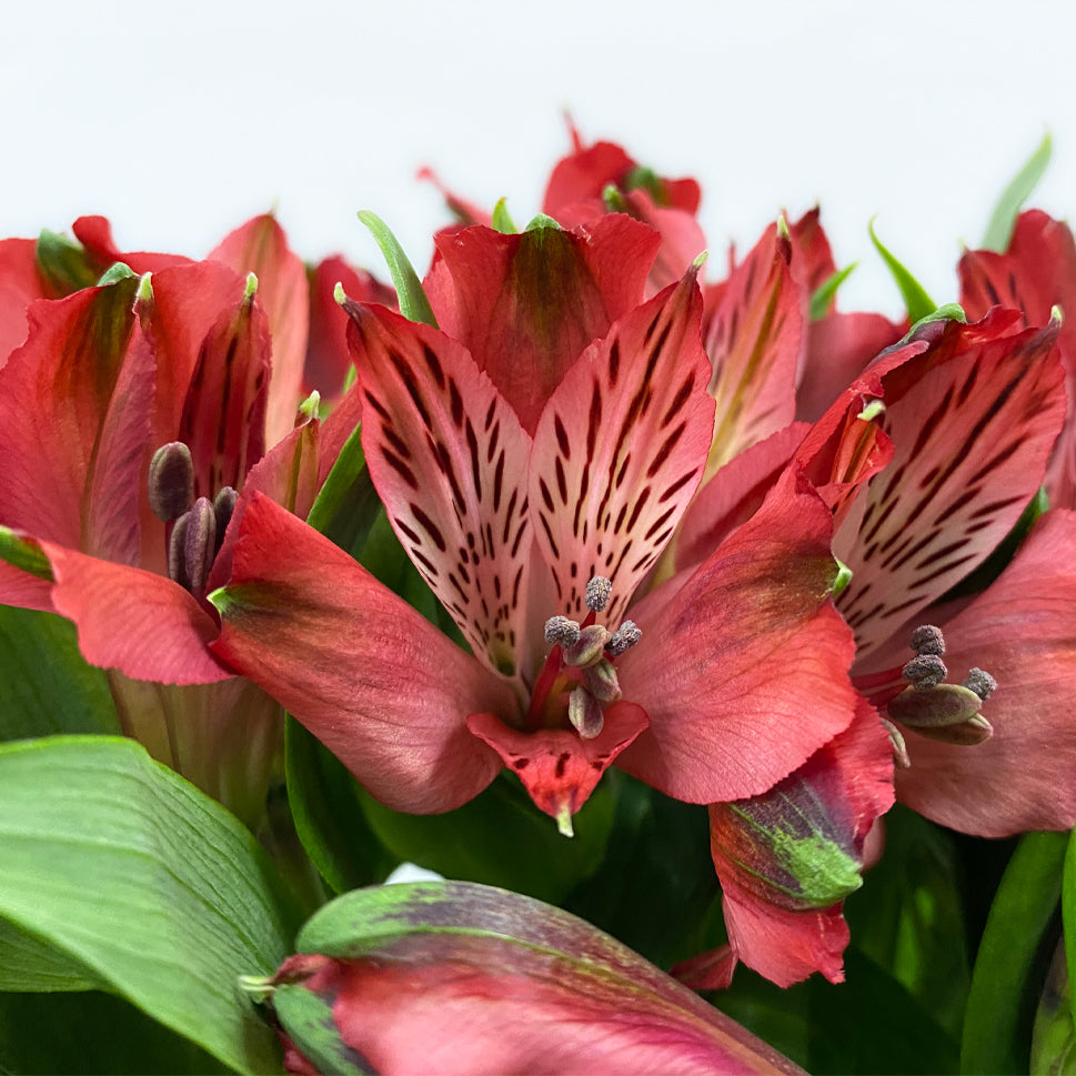 Alstroemeria Nadya Red - Colombia