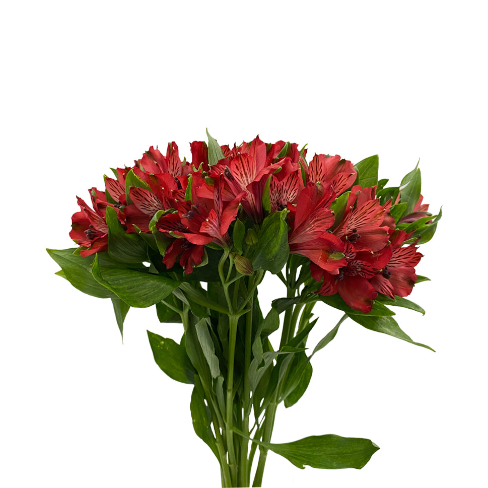 Alstroemeria Nadya Red - Colombia