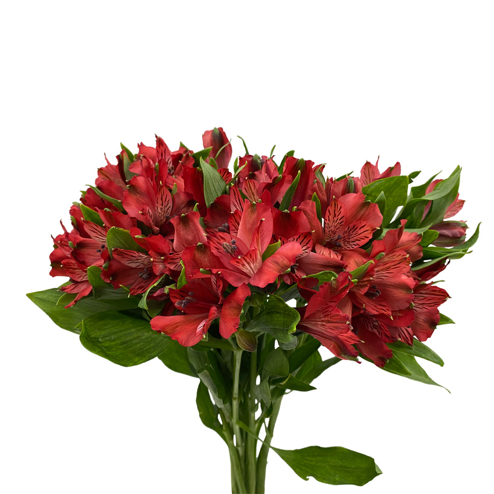 Alstroemeria Nadya Red - Colombia