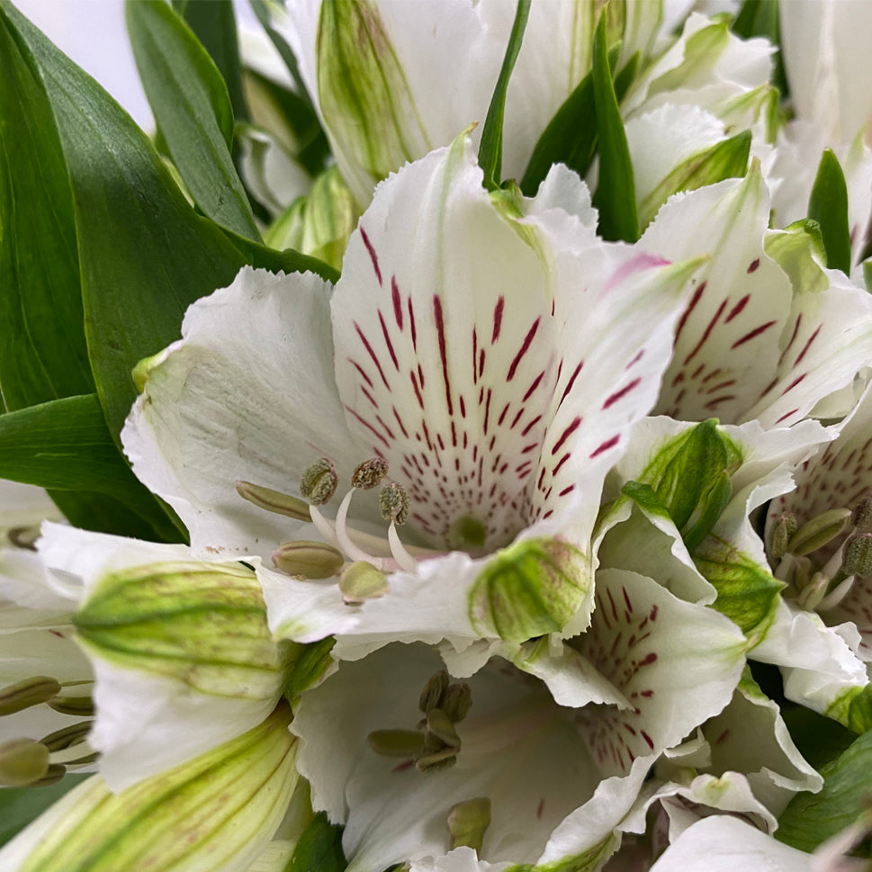 Alstroemeria Siberia White - Colombia