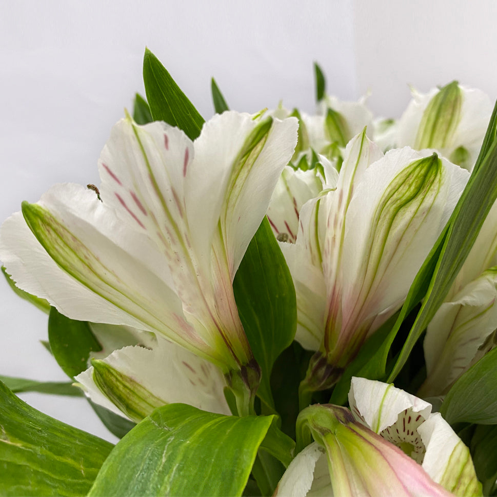 Alstroemeria Siberia White - Colombia