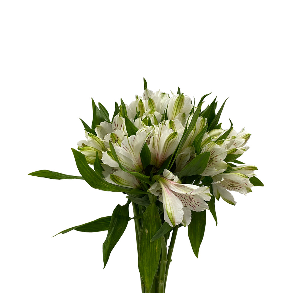 Alstroemeria Siberia White - Colombia