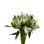 Alstroemeria Siberia White - Colombia