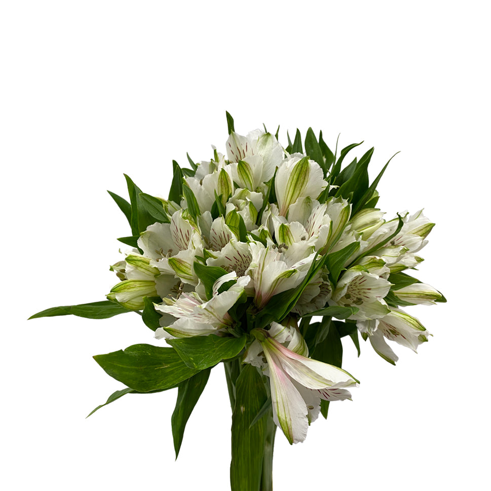 Alstroemeria Siberia White - Colombia