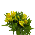 Alstroemeria Isola Yellow - Colombia