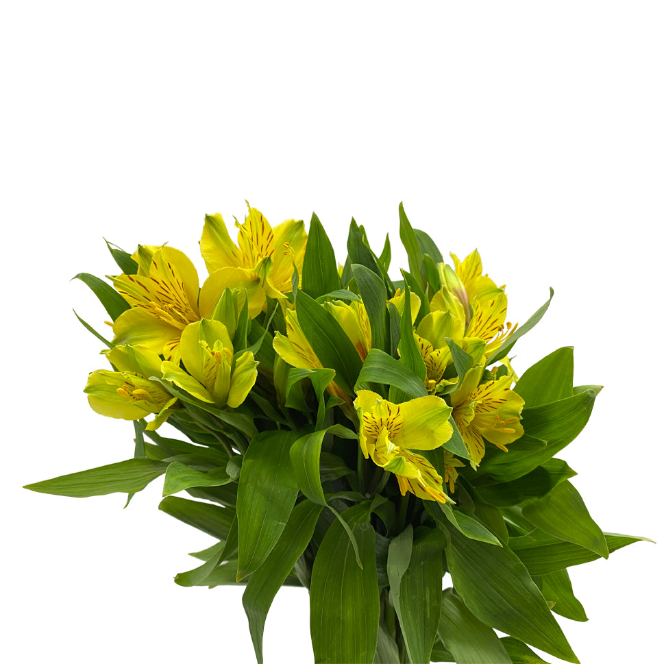 Alstroemeria Isola Yellow - Colombia