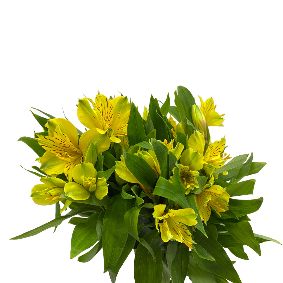 Alstroemeria Isola Yellow - Colombia