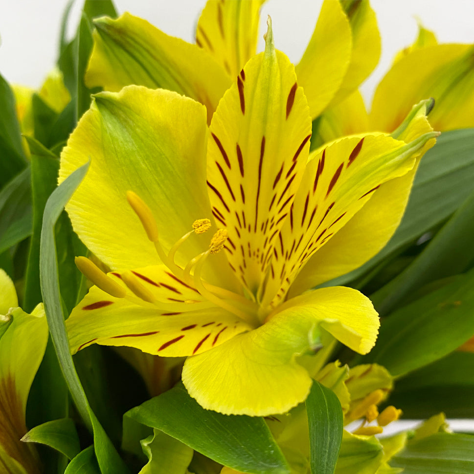 Alstroemeria Isola Yellow - Colombia