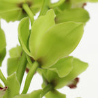 Cymbidium Orchid X6 - Holland