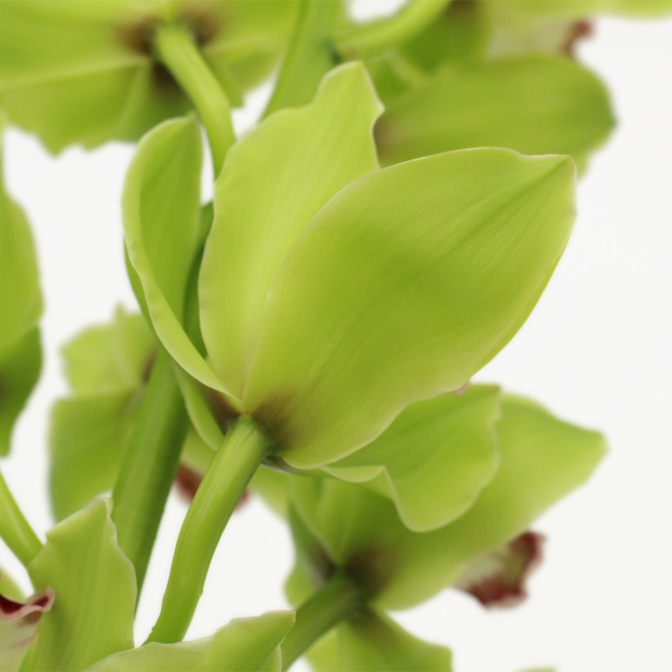 Cymbidium Orchid X6 - Holland