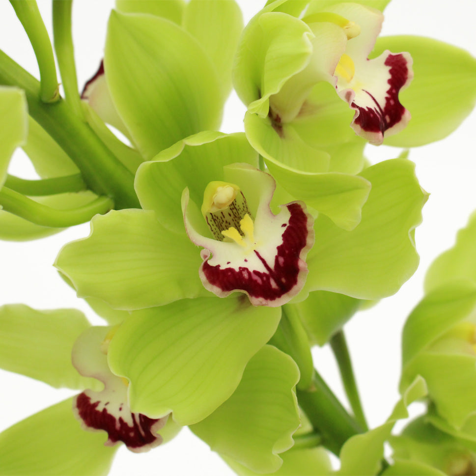 Cymbidium Orchid X6 - Holland