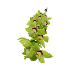 Cymbidium Orchid X6 - Holland