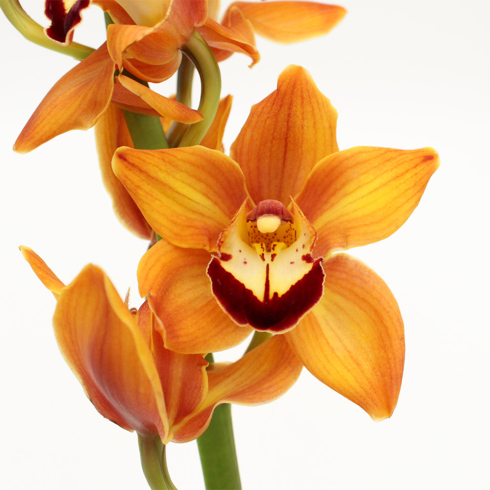 Cymbidium Orchid X6 - Holland