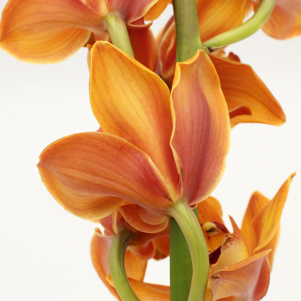 Cymbidium Orchid X6 - Holland
