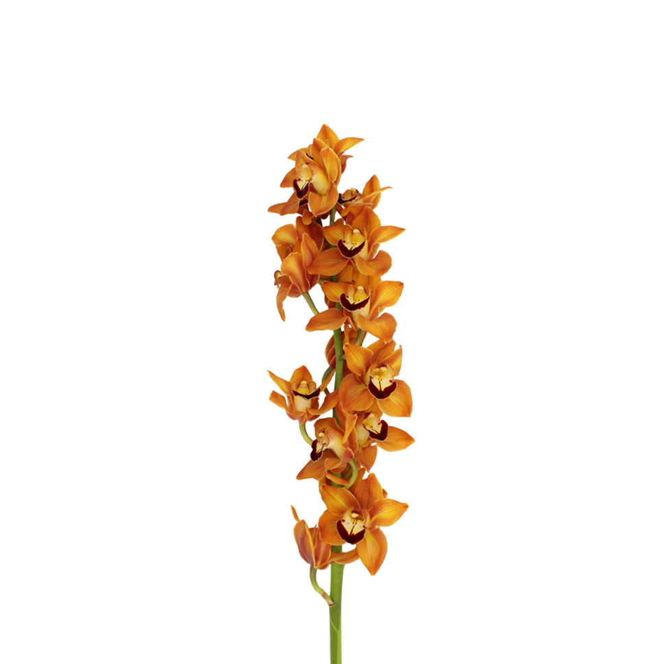 Cymbidium Orchid X6 - Holland
