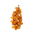 Cymbidium Orchid X6 - Holland