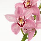 Cymbidium Orchid X6 - Holland