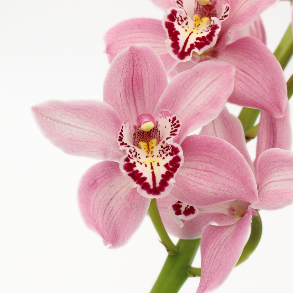 Cymbidium Orchid X6 - Holland