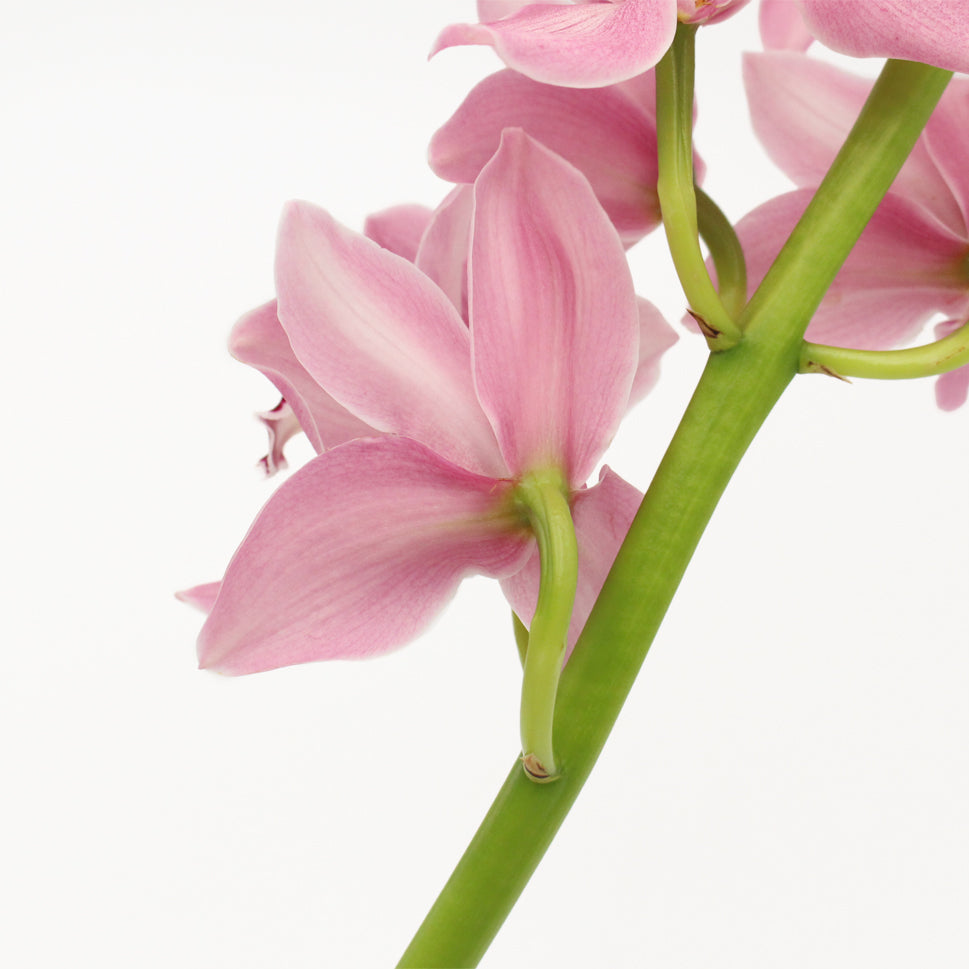 Cymbidium Orchid X6 - Holland