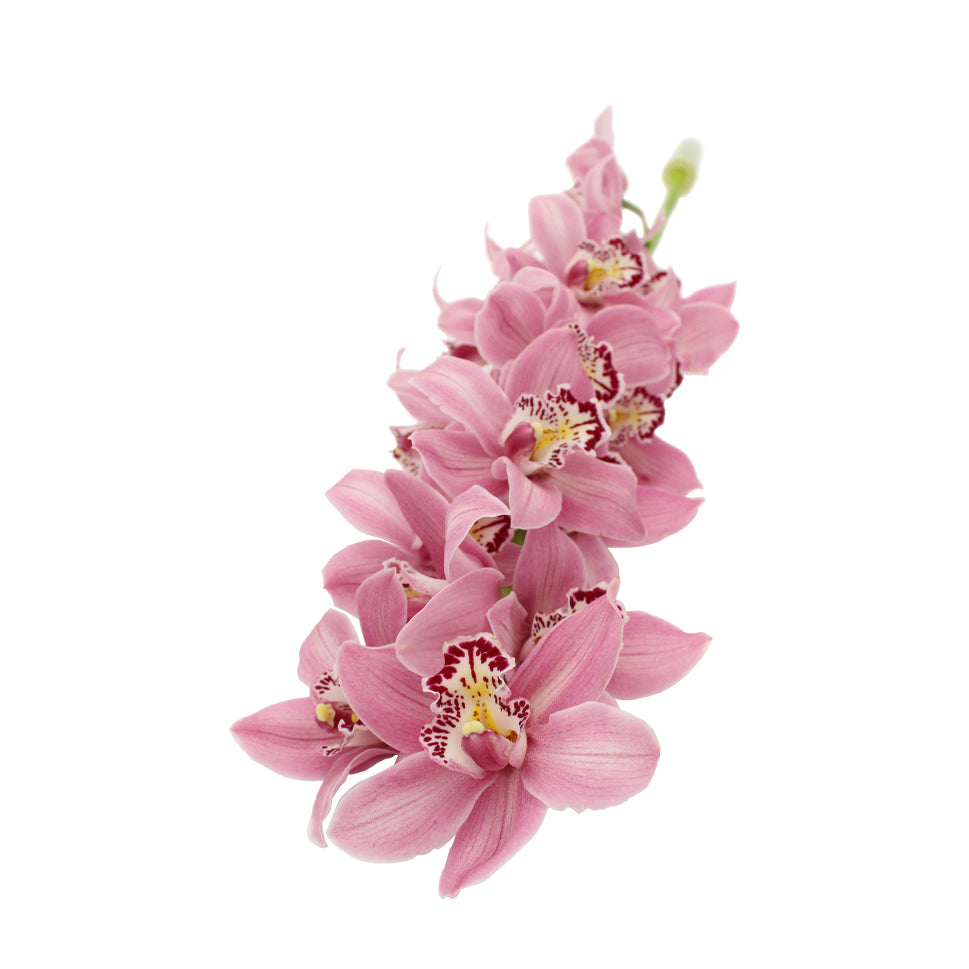 Cymbidium Orchid X6 - Holland