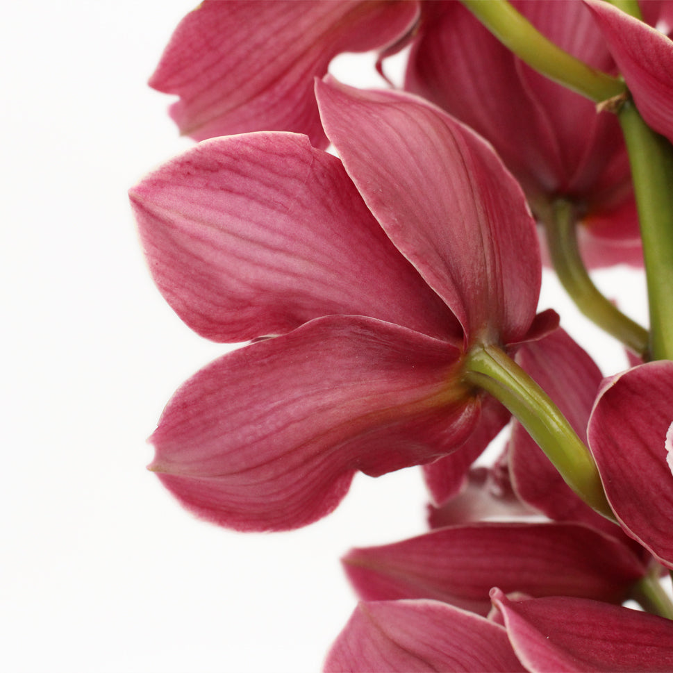 Cymbidium Orchid X6 - Holland