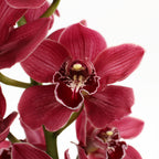 Cymbidium Orchid X6 - Holland