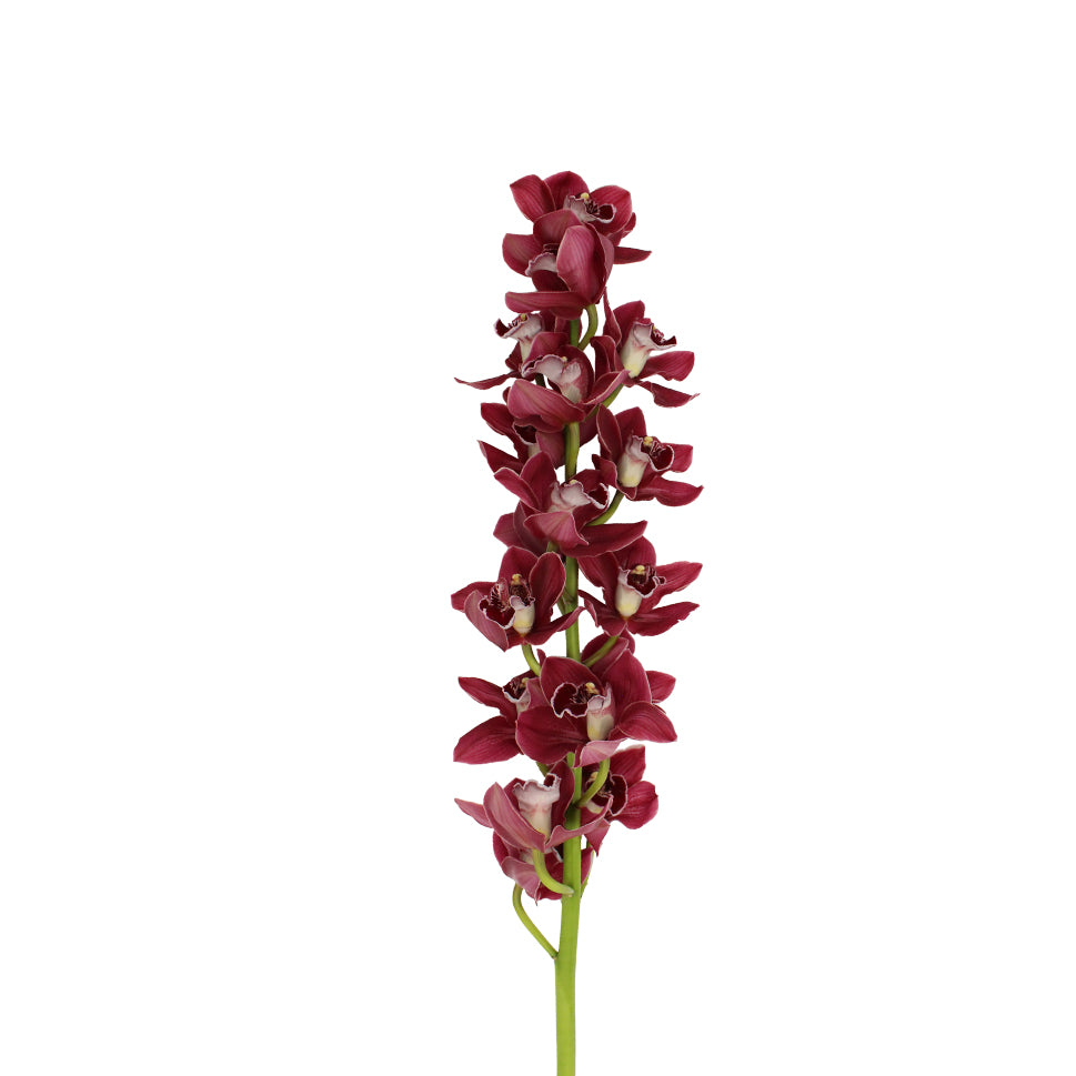 Cymbidium Orchid X6 - Holland