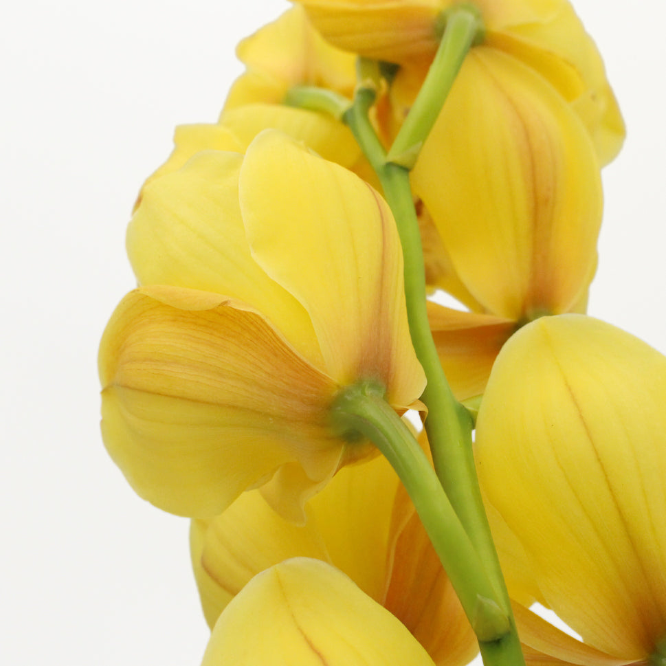 Cymbidium Orchid X6 - Holland