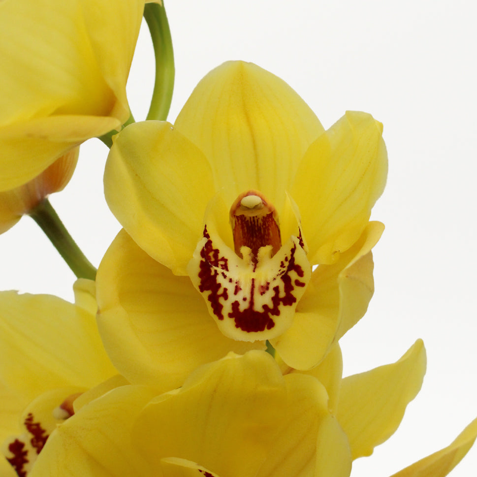 Cymbidium Orchid X6 - Holland