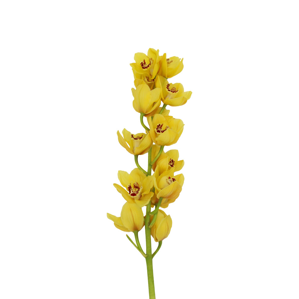 Cymbidium Orchid X6 - Holland