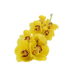 Cymbidium Orchid X6 - Holland