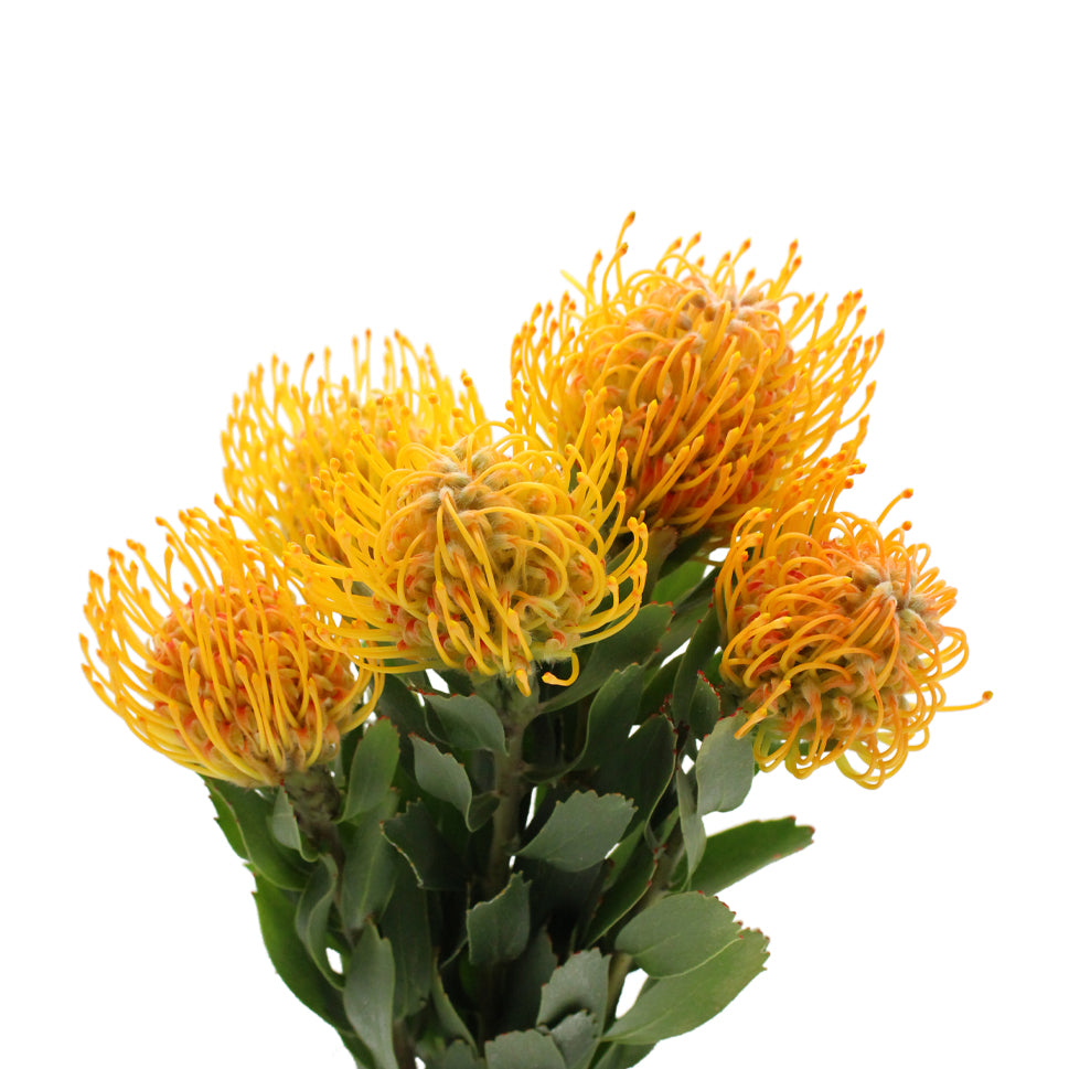 Leucospermum - Holland