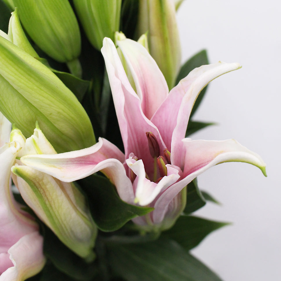 Lily Oriental - China