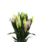 Lily Oriental - China