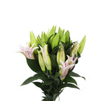 Lily Oriental - China