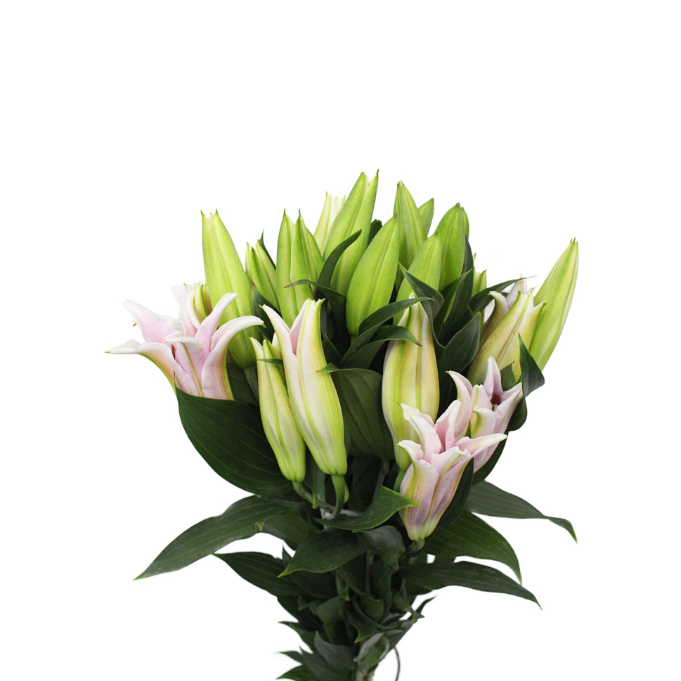 Lily Oriental - China