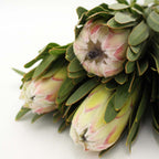 Protea - South Africa