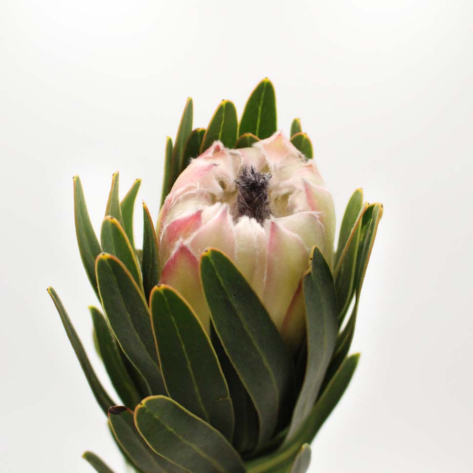 Protea - South Africa