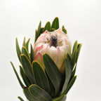 Protea - South Africa