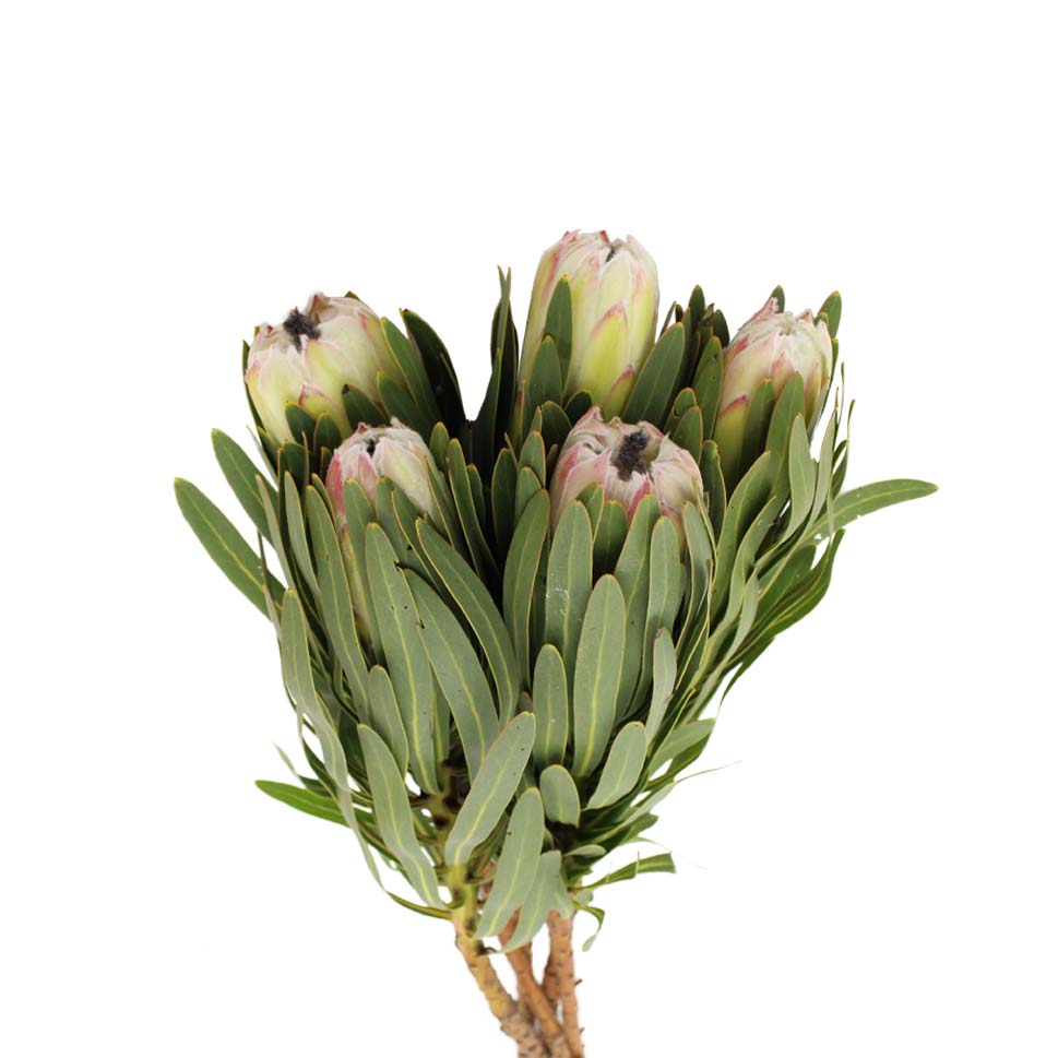 Protea - South Africa