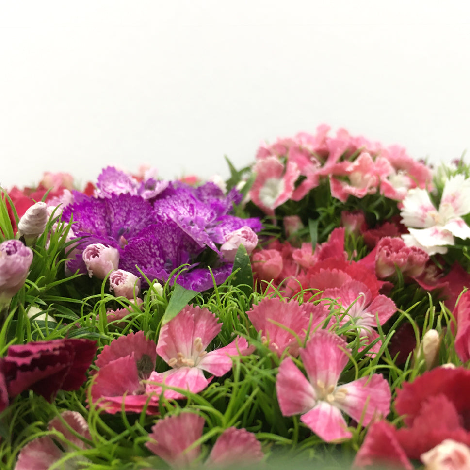Dianthus Barbatus Mixed - China