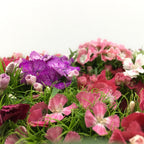 Dianthus Barbatus Mixed - China