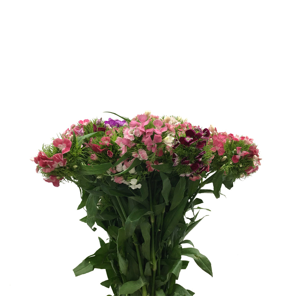 Dianthus Barbatus Mixed - China