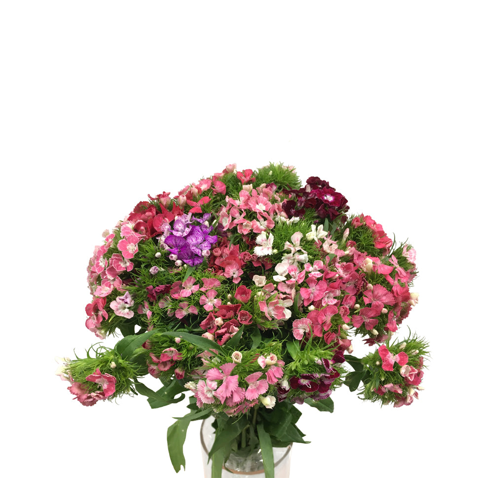 Dianthus Barbatus Mixed - China